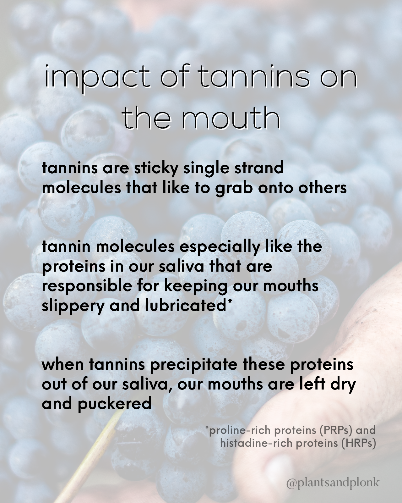 impact of tannins on the mouth