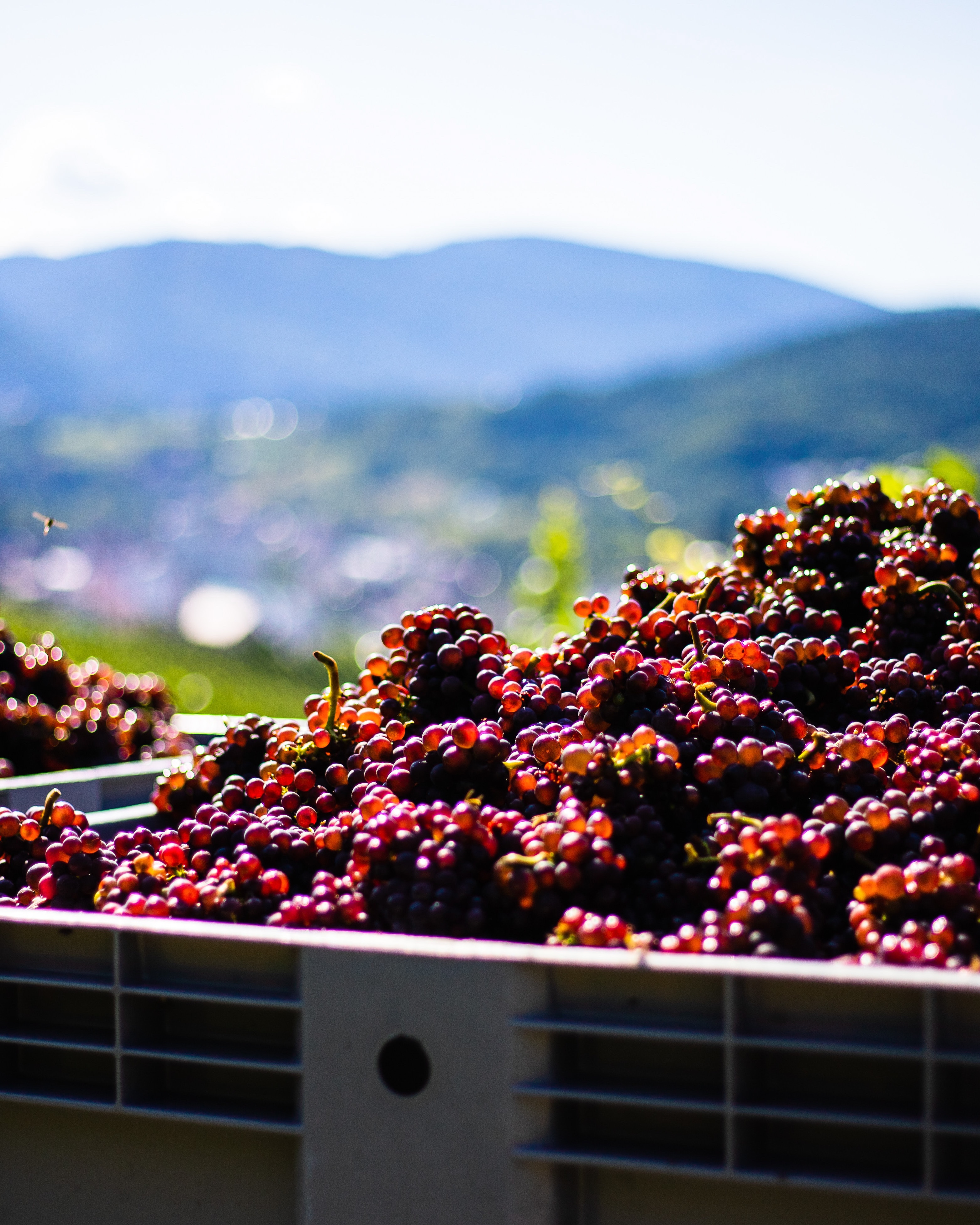 1cd31ac2-bc12-4ac9-b8d0-70fbb65a6794